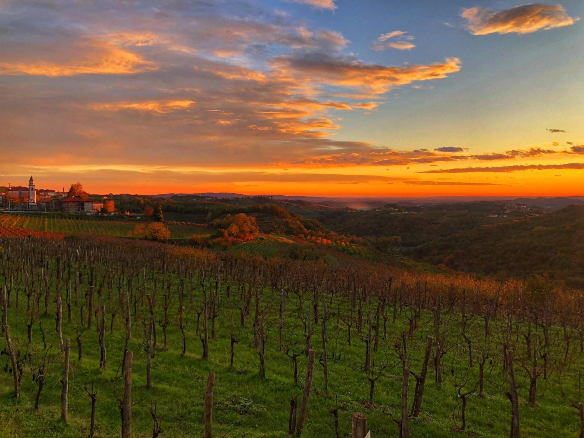 مبيت وإفطار Kojsko Peterc Vineyard Estate المظهر الخارجي الصورة