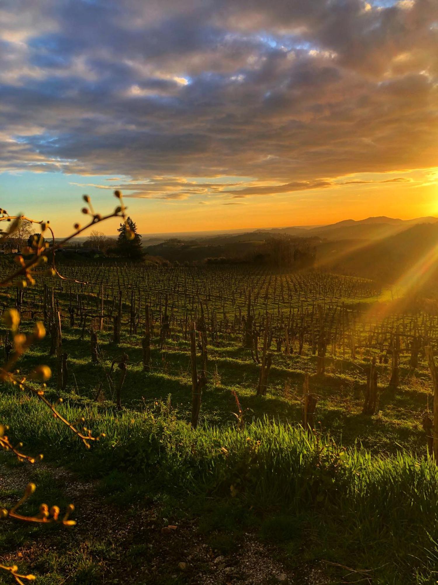 مبيت وإفطار Kojsko Peterc Vineyard Estate المظهر الخارجي الصورة